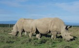 Zadnji dve za mednarodni dan nosorogov 2022